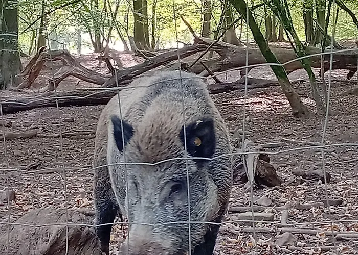 Au Pied De Vigne Apartmanhotel Vresse-sur-Semois